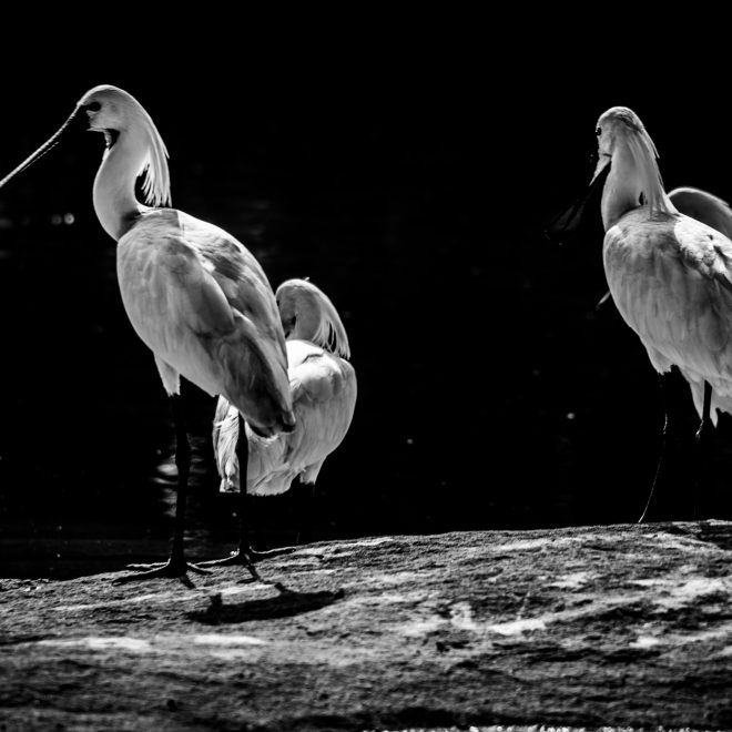 Two Birds Standing in Stillness | Black and White Nature Photography