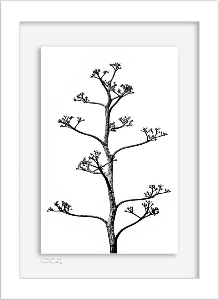 Framed minimal black and white photograph of a branching plant form displayed on a wall